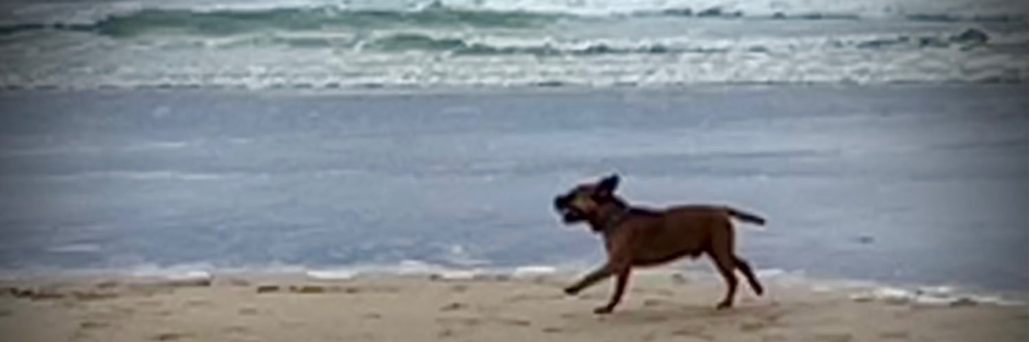 @BruffBT 🇺🇦 banner