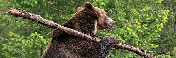 Manly_Spoon Profile Banner