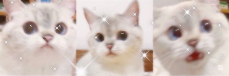 versionofvenus's profile banner image