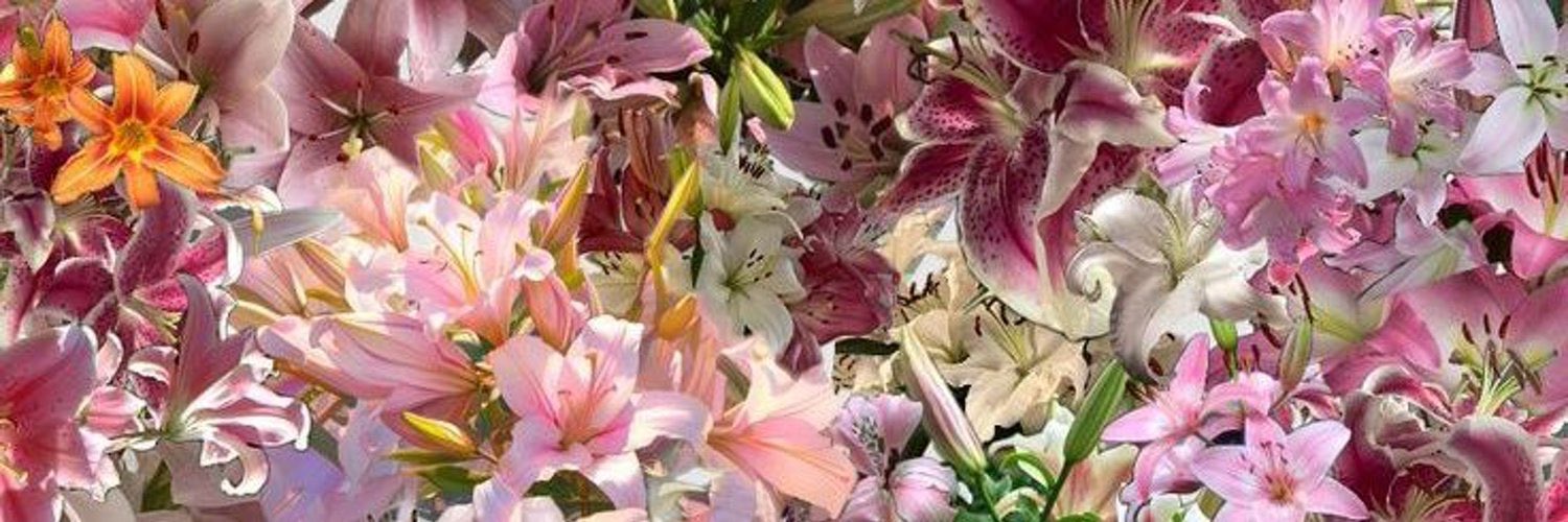 الشيماء banner