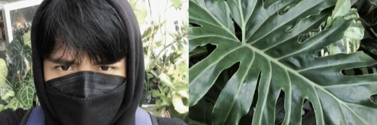 Has banner