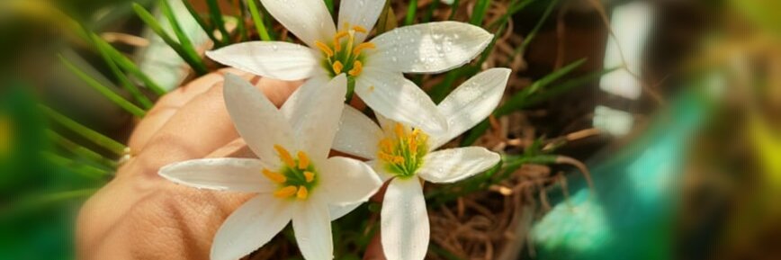 isha_dalvi's profile banner image