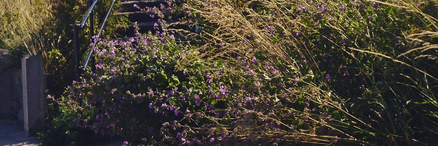 el1jea's profile banner image