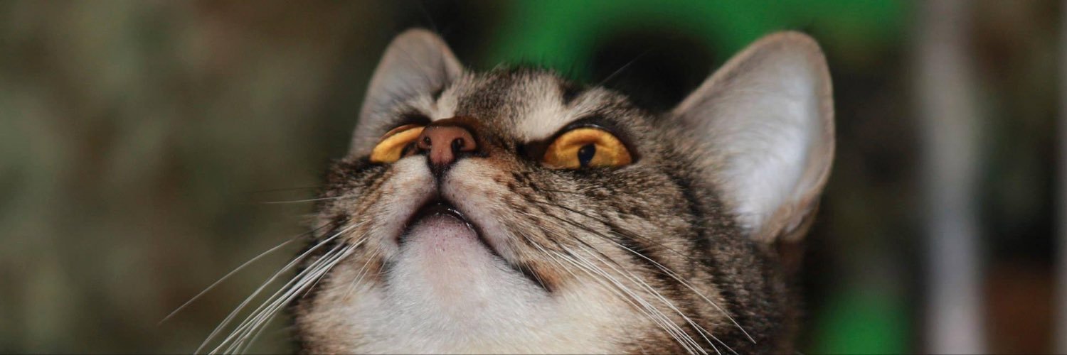 just_brash's profile banner image