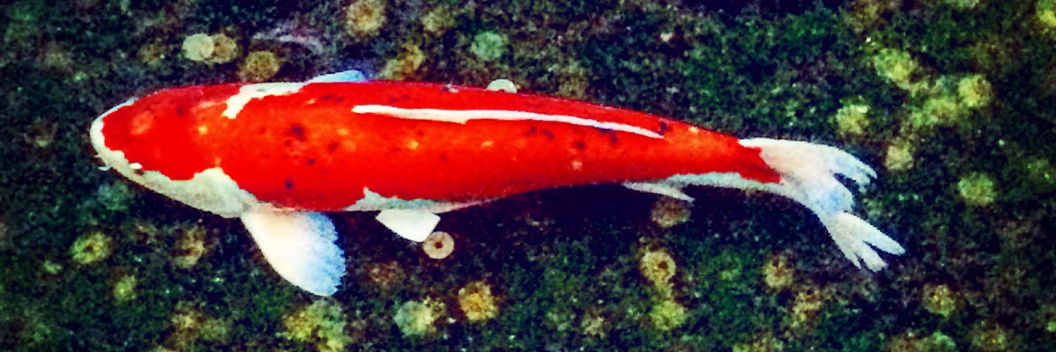 debubara's profile banner image