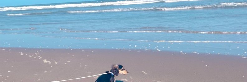 ℳ🐶 banner