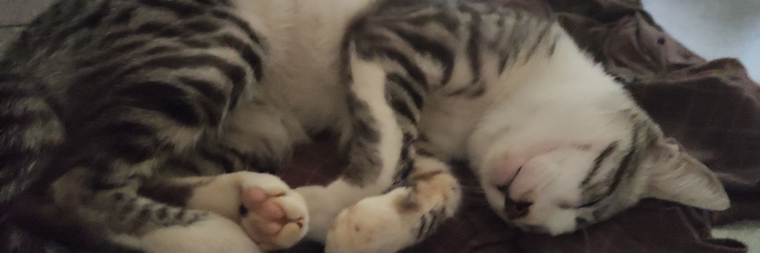 Samuelleumas113's profile banner image