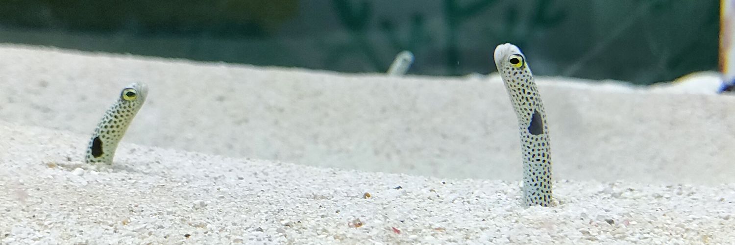 紗矢 banner