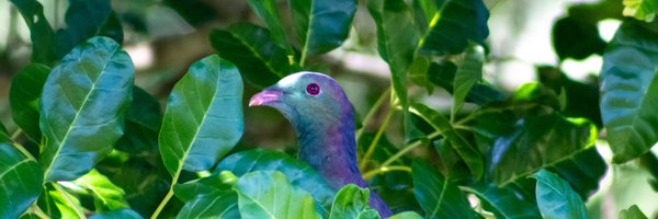 Birds of Aotearoa Profile Banner