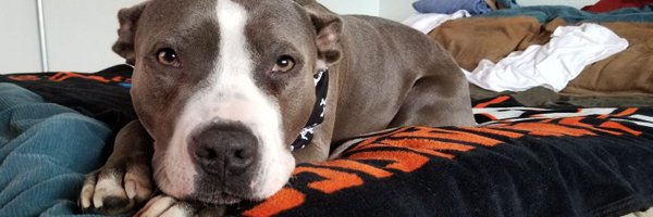 boogs_100 Profile Banner