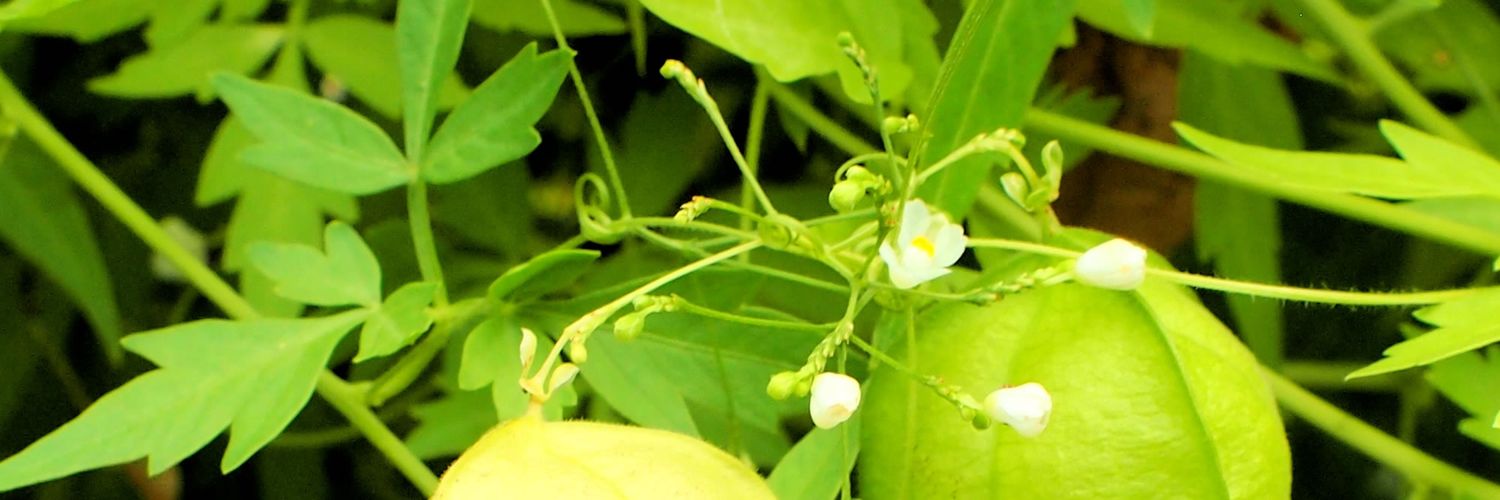 BalloonPlant's profile banner image