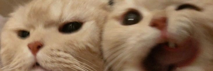 ลิโยโนราᵏʰⁿ ♊️4️⃣ (hibernated) banner