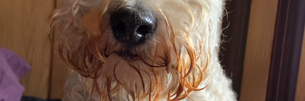 tinytedlake Profile Banner