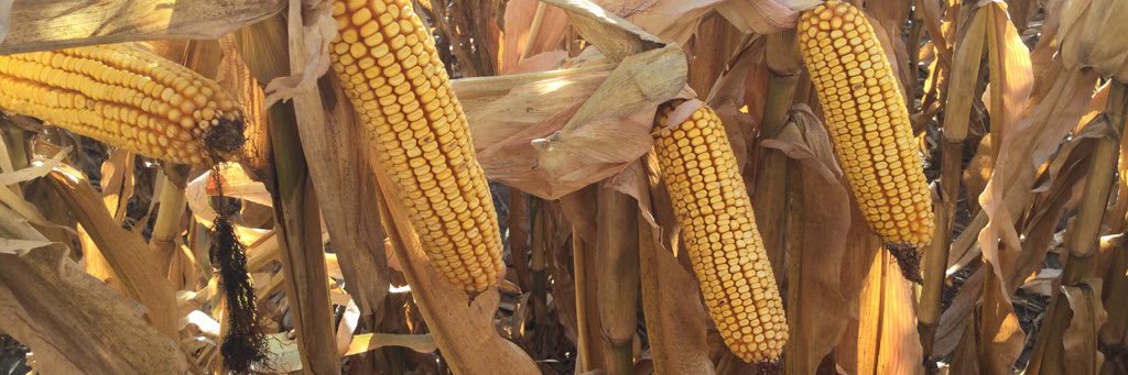 Jed Norman CCA banner