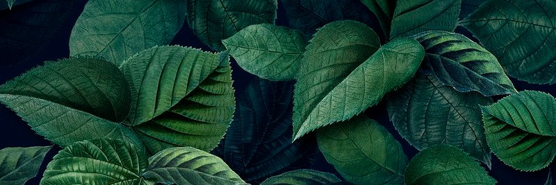 Envaluate banner