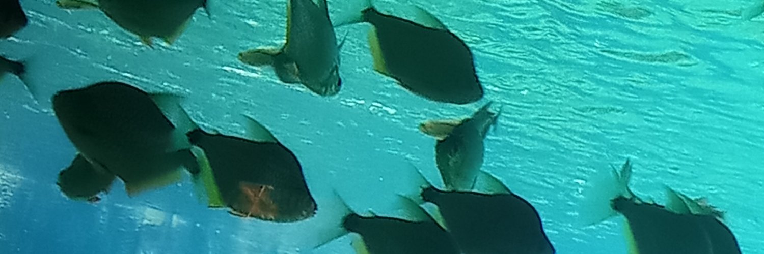 FeoliveiraNanda's profile banner image