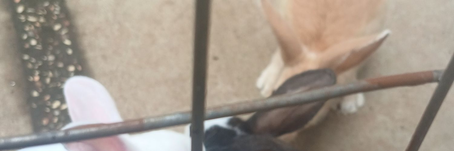 ceyssshess banner