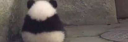 fuaka_panda's profile banner image