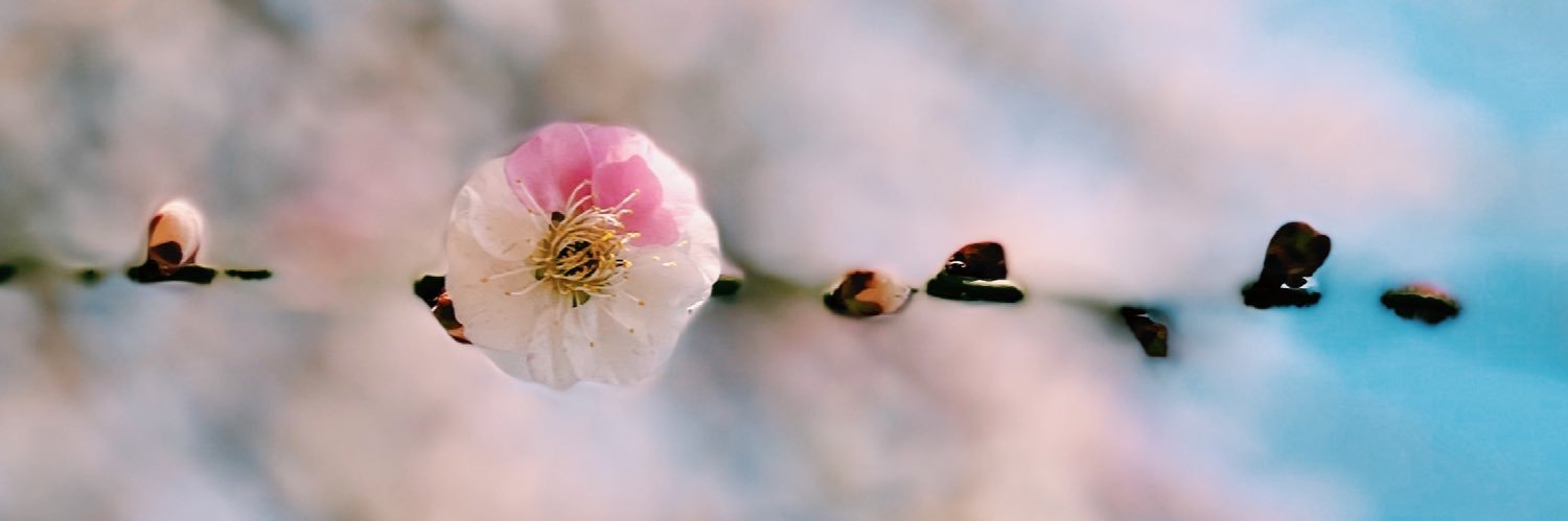satoumeme's profile banner image