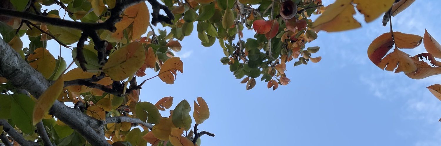 rexi_pexi's profile banner image