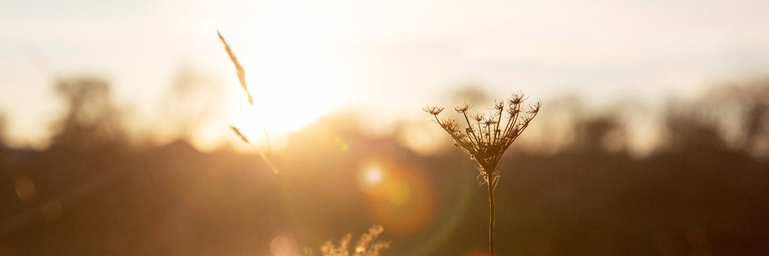 jobulba's profile banner image