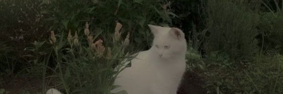 _witch_dream's profile banner image