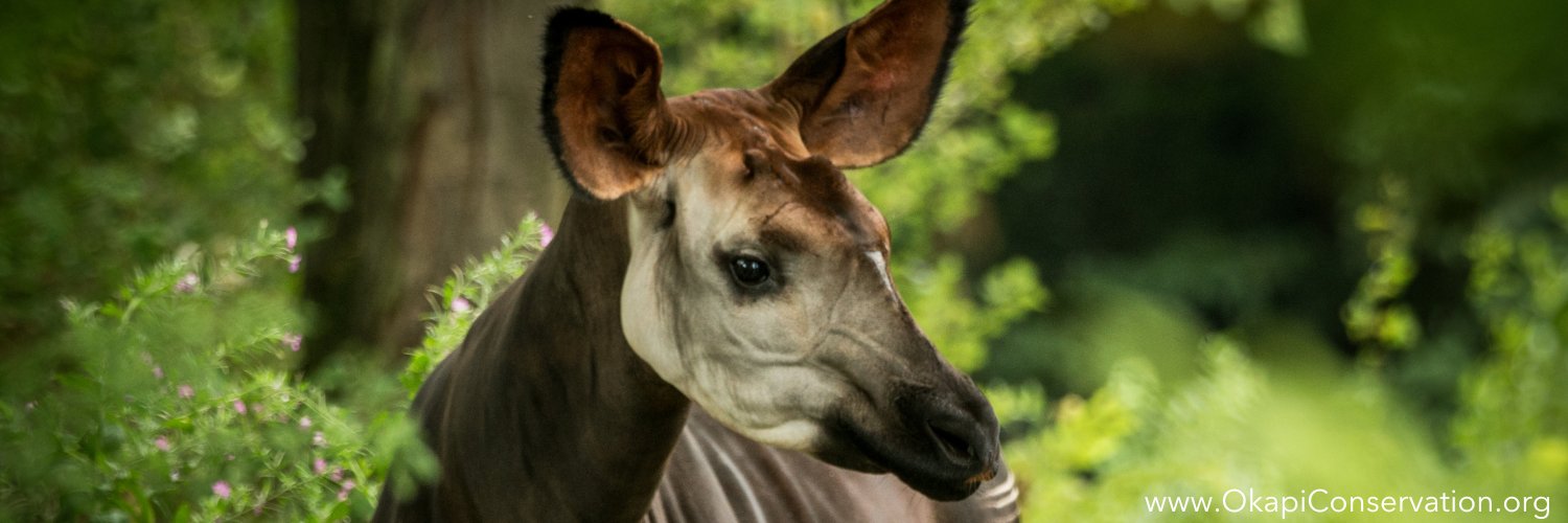 Okapi Conservation banner