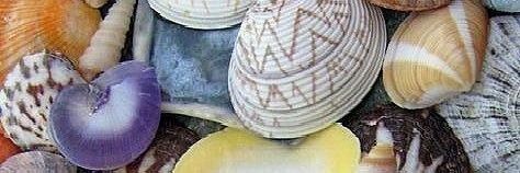 pau_palm's profile banner image