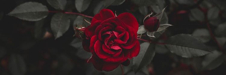 Unmisterio_'s profile banner image