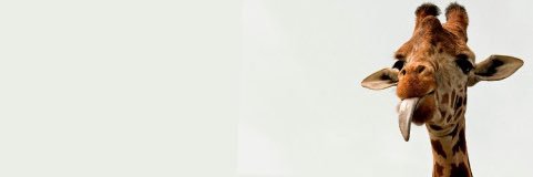 purlblooey's profile banner image