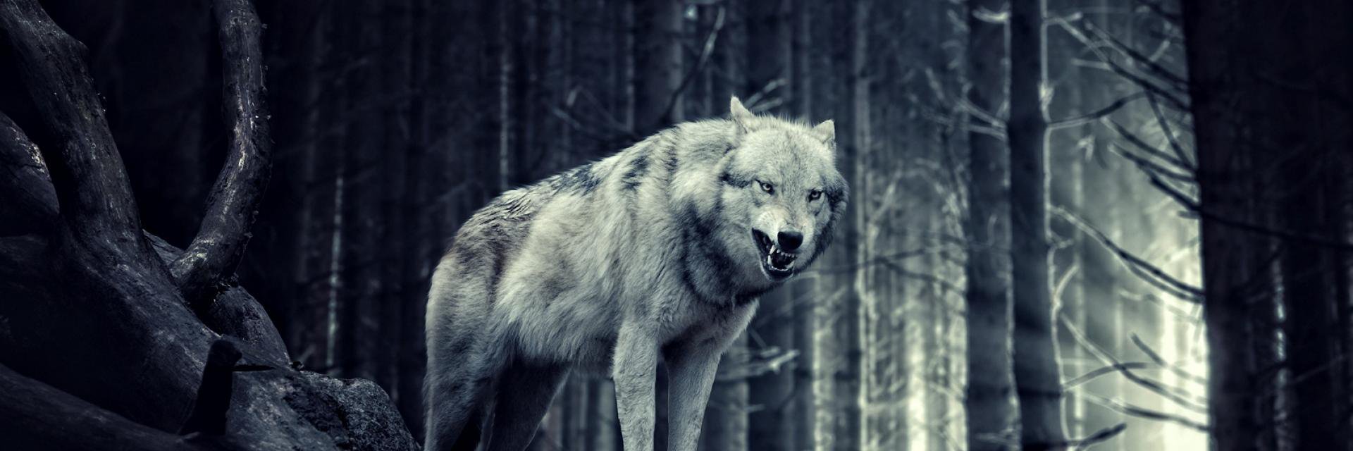 M_talha09's profile banner image