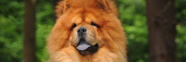 Chow banner
