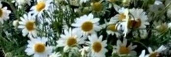 ا.معصومی (انشرلی...) banner