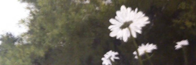 kalumee's profile banner image