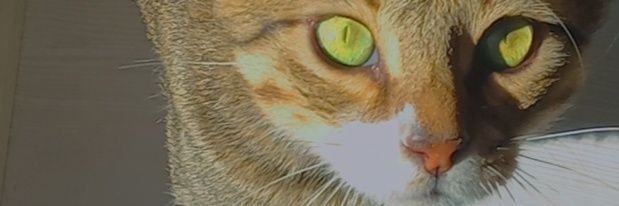 haticeislek0's profile banner image