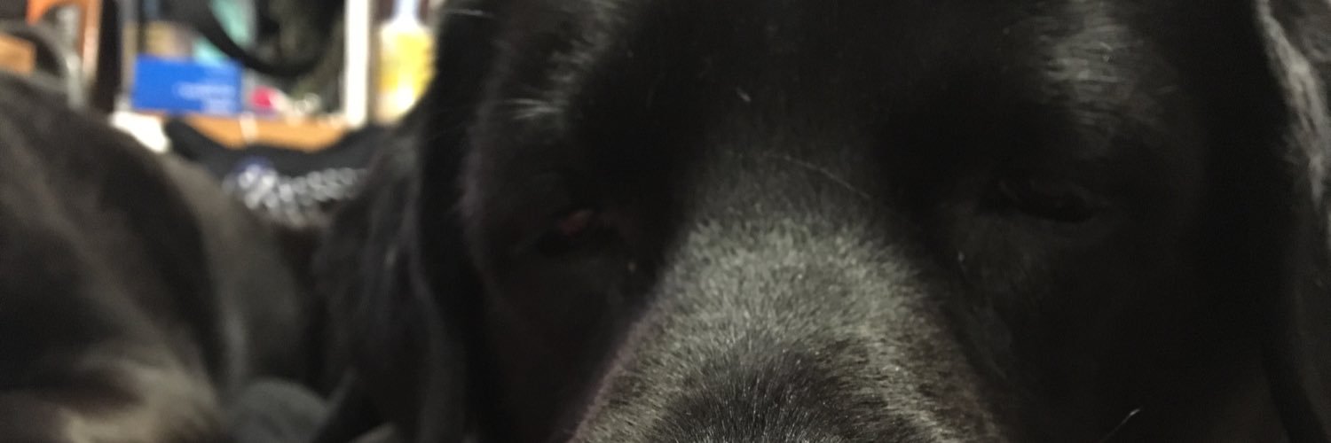 shnsk14's profile banner image