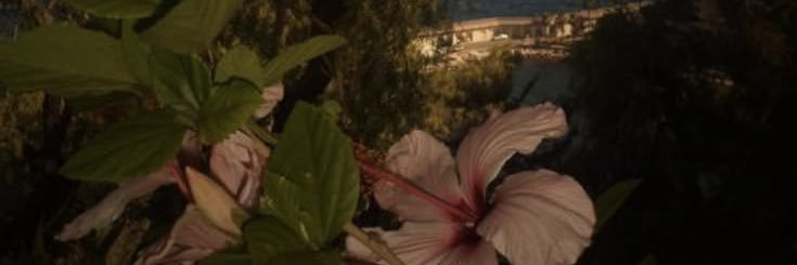 miniminis banner