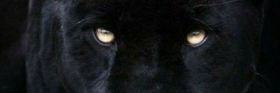 drilhantas's profile banner image