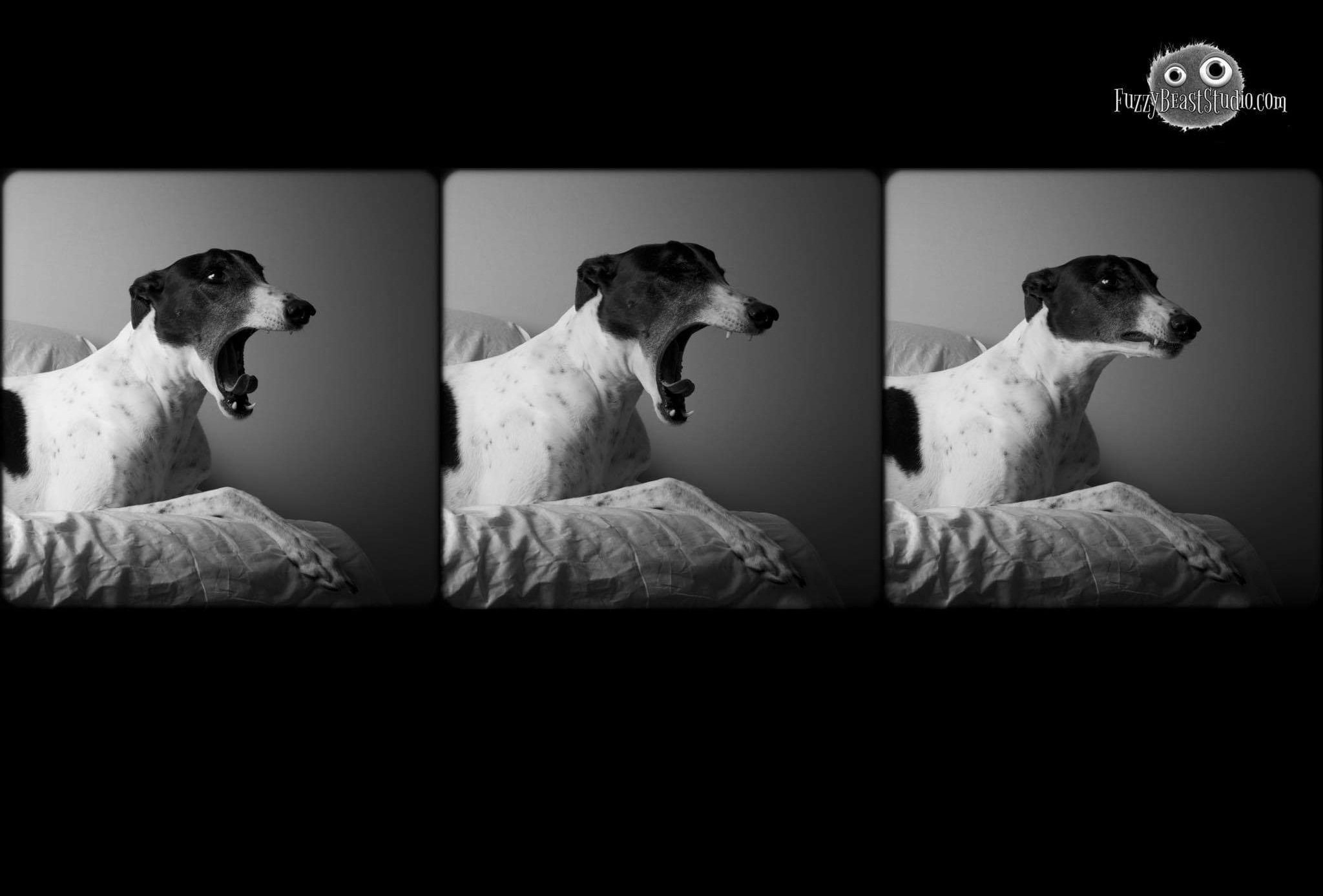 Shiloh🎗 banner