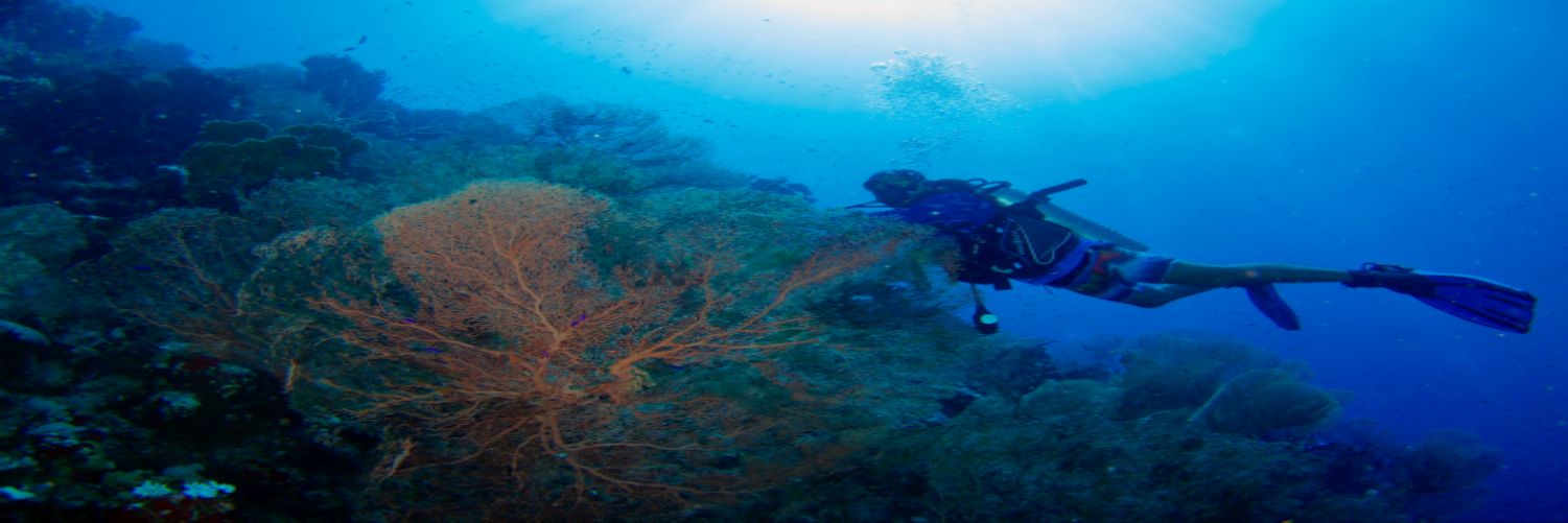 Frogman241's profile banner image