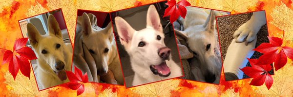 AviwhiteGSD Profile Banner