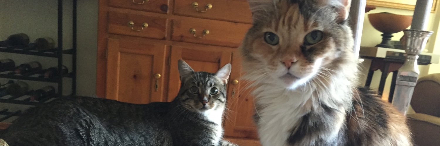 SoSiouxMe🦬 banner