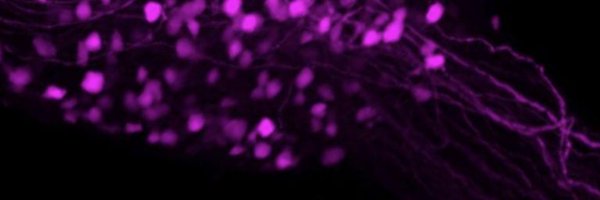 scientistcaitb Profile Banner