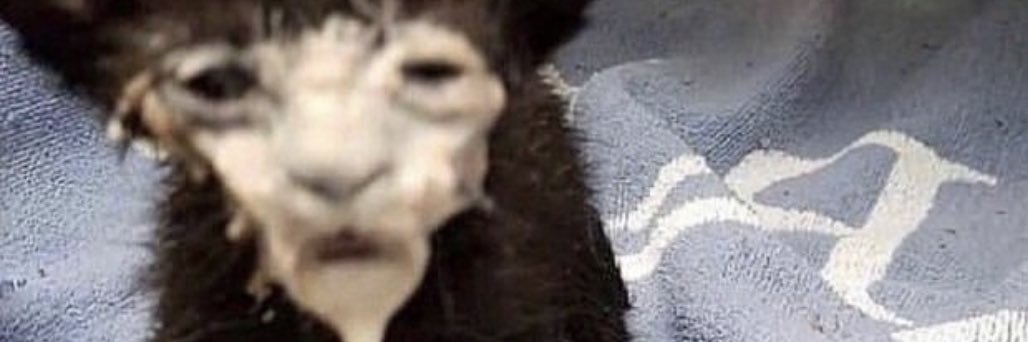WackChamp's profile banner image