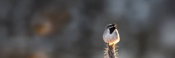 birdwarehouse_ Profile Banner