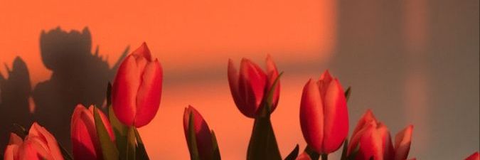 erlimargrca's profile banner image