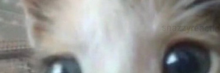 CorvidCocktails's profile banner image