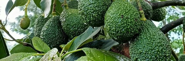 KenyaAvocados Profile Banner