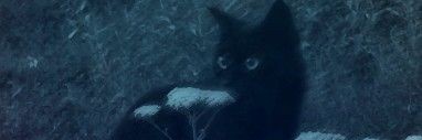 Star_Dr4wings's profile banner image