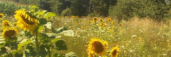 willfalk Profile Banner